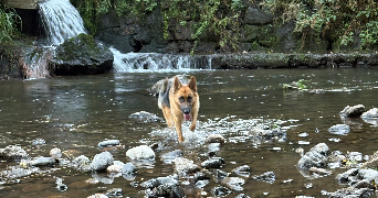 charlotte pet sitter à ISSOIRE 63500_2