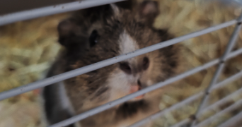 ophely pet sitter à HAISNES 62138_6