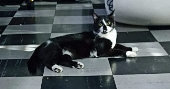 giulia pet sitter à IVRY SUR SEINE 94200_8