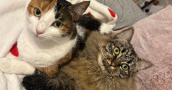 melanie pet sitter à BORDERES SUR L ECHEZ 65320_2