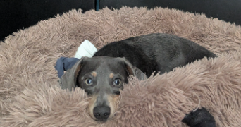 marine pet sitter à LA GRANDE MOTTE 34280_8