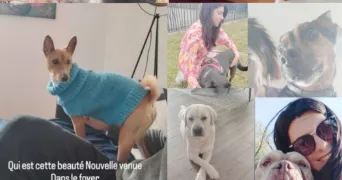 jennifer pet sitter à VILLALIER 11600