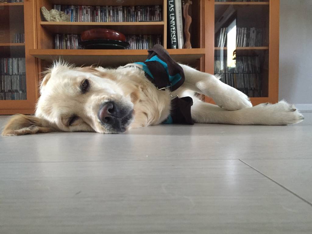 Alice pet sitter à Saint-Nom-la-Bretèche 78860_1