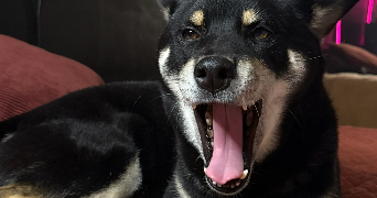 lisa pet sitter à ST MARTIN D HERES 38400_6