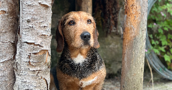 elodie pet sitter à ZELLENBERG 68340_2