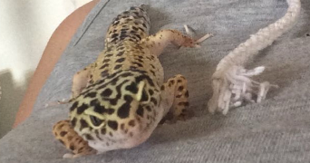 camille pet sitter à STRASBOURG 67000_6