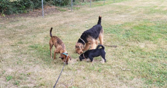 stérenn pet sitter à PLUGUFFAN 29700_9