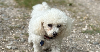 bruno pet sitter à Guilherand-Granges 07500_9