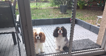 christelle pet sitter à CORBEIL ESSONNES 91100_11