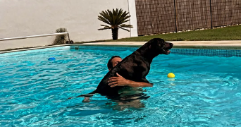 tony pet sitter à VILLEMADE 82130_3