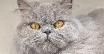 laura pet sitter à CHENNEVIERES SUR MARNE 94430_1