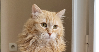 pauline pet sitter à Besançon 25000_2