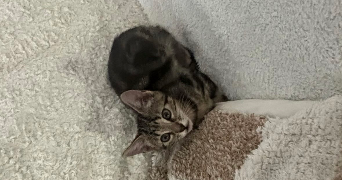 lucie pet sitter à ST ANDRE DE LA ROCHE 06730_2