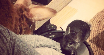 charlotte pet sitter à BAILLEUL 59270_5