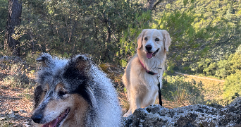 lola pet sitter à MAUBEC 84660_3