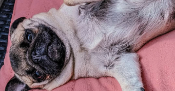 magali pet sitter à CARQUEFOU 44470_1