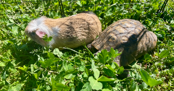 audrey pet sitter à ORLEANS 45000_5