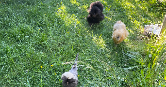 clémentine pet sitter à BREST 29200_3