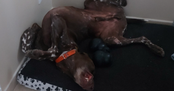 ludivine pet sitter à Fontvieille 13990_4
