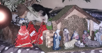 catherine pet sitter à CHAMPIGNY SUR MARNE 94500_2