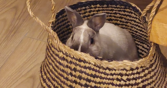 léonie pet sitter à CHAMPAGNE SUR SEINE 77430_3