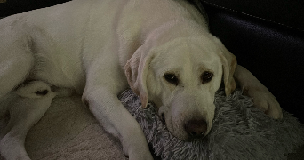 lisa pet sitter à LILLE 59000_2