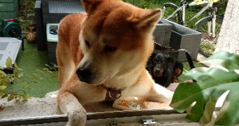 yacine pet sitter à GRABELS 34790_1