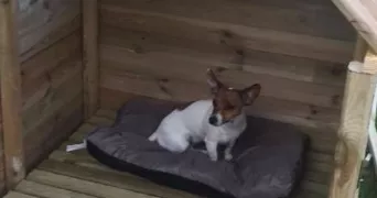 chloé pet sitter à ROUVRES EN MULTIEN 60620