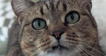 sophie pet sitter à ST NAZAIRE 44600_8