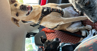 max pet sitter à CARRIERES SUR SEINE 78420_2