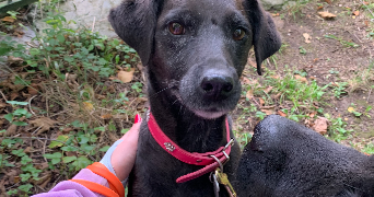 sélénia pet sitter à PARIS 19 75019_4