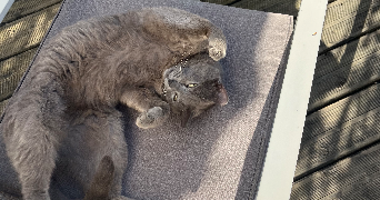lydie pet sitter à NANTES 44000_2