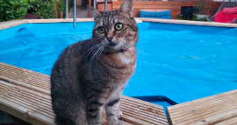 sarah pet sitter à ENTRE VIGNES 34400_1