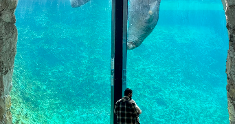 enzo pet sitter à TOULON 83000_0