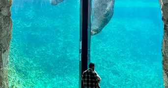 enzo pet sitter à TOULON 83000