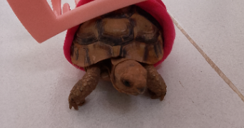 dounia pet sitter à GENNEVILLIERS 92230_0