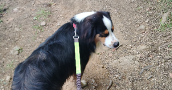 anaïs pet sitter à MONTBRISON 42600_2