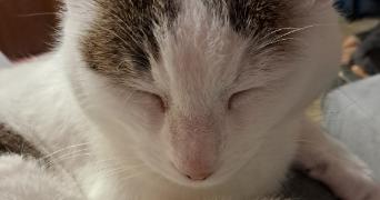 carole pet sitter à MARMANDE 47200_2