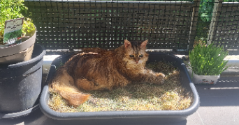 cécile pet sitter à MERY SUR OISE 95540_2