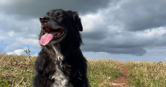 isabella pet sitter à PARIS 19 75019_3