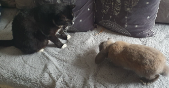 lucie pet sitter à NANCY 54000_1
