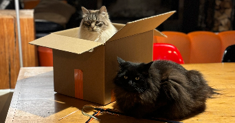 herminie pet sitter à NANTES 44000_2