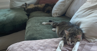 lucie pet sitter à AIX EN PROVENCE 13090_2