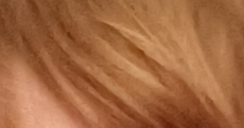 pierre-yves pet sitter à BAULE 45130_0