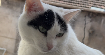 fiona pet sitter à MAURECOURT 78780_2