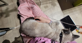 mina pet sitter à QUIMPER 29000_6