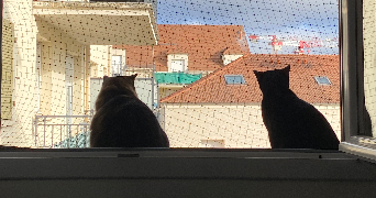 samantha cat sitter à SOISY SUR ECOLE 91840_2