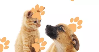 nelly pet sitter à BRUNOY 91800
