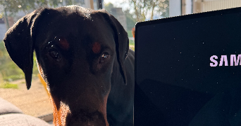 enora pet sitter à ST URBAIN 29800_2