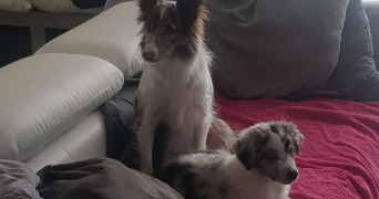 léana dog sitter à CAEN 14000_2